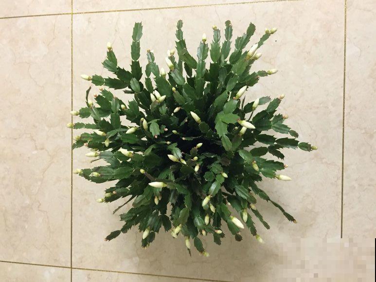 客厅养盆蟹爪兰，开花直冲房顶，谁看了都眼红！