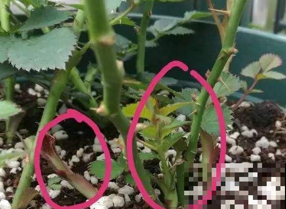 月季开花少长的慢，赶紧把枝条往外拉，几天就能冒出一堆新芽！