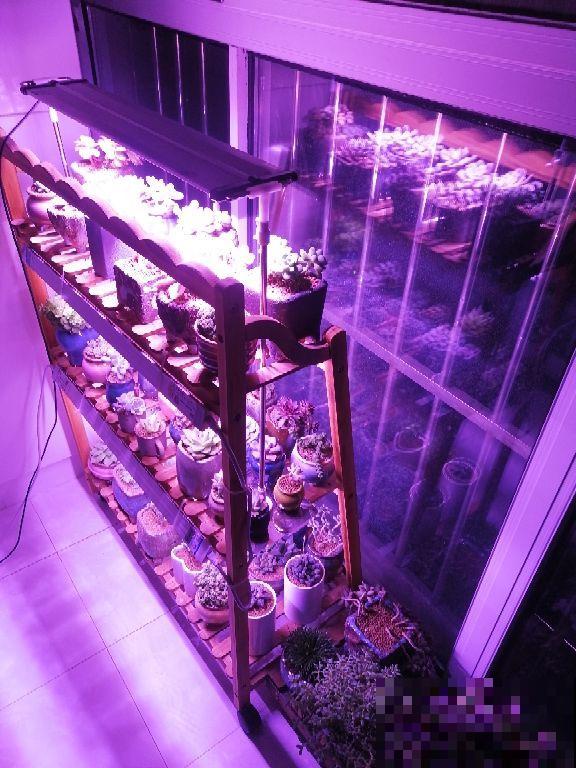 养花老是徒长，用这东西简单一照，几天就回到最佳模样！