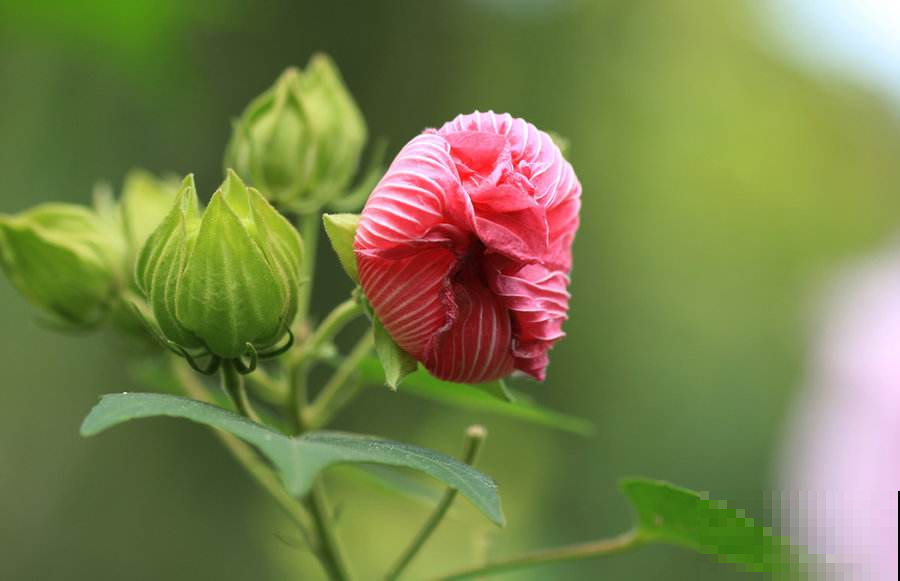 极富古典韵味的木芙蓉，开花引来全城瞩目，现在正是赏花期！