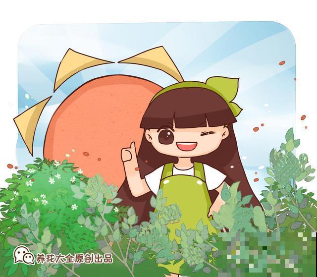 常说的柠檬，在自家阳台就可以种，明年就能吃到酸甜可口的果实