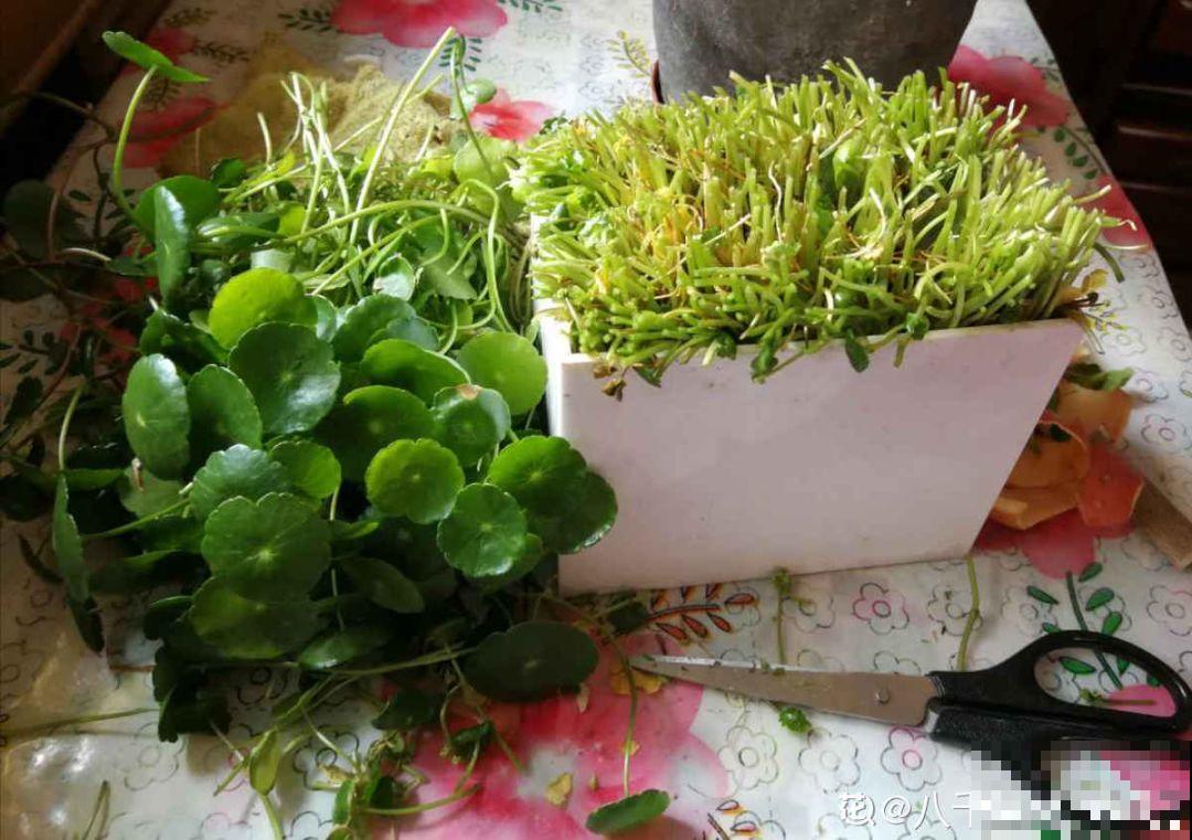 多肉养开花了？先别急着高兴，剪得越早长得越好！