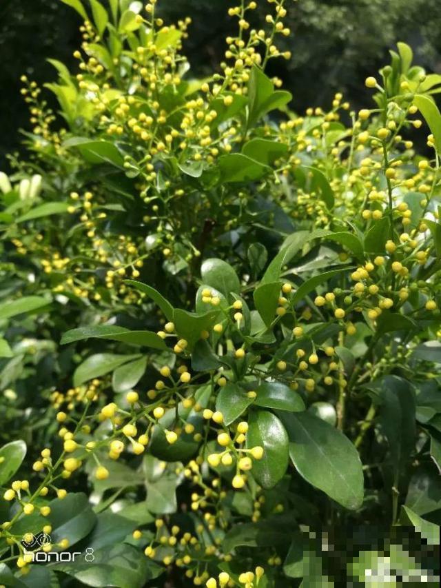 花香堪比香水，邻居大妈都追着问，眼馋极了
