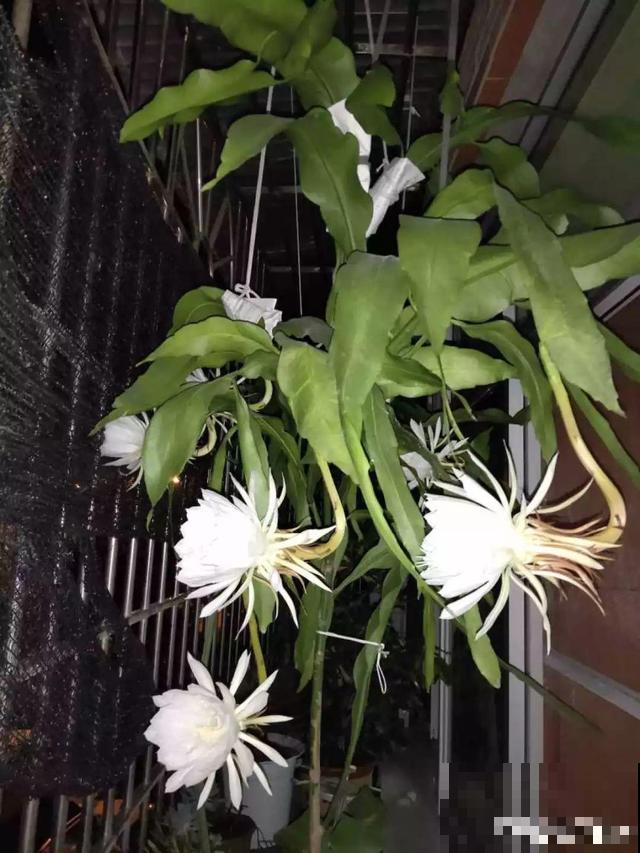 6种“荷花”，不用水只用土，开花一茬接一茬！