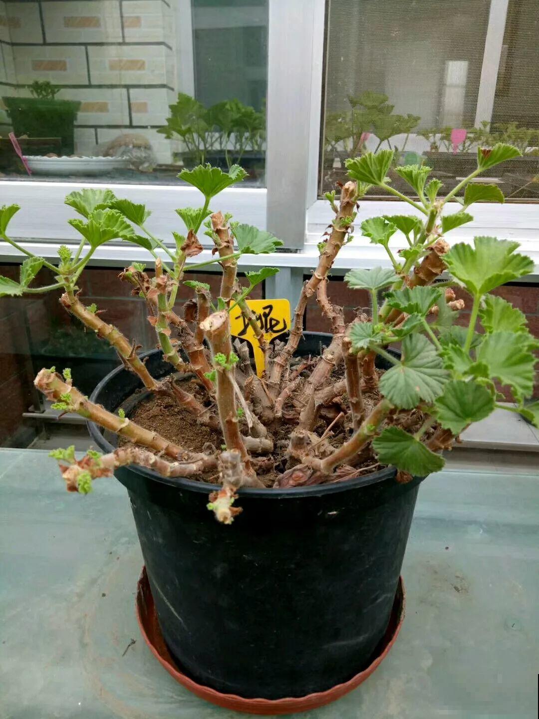 这花别养老桩，越老越不开花，砍1刀立马满头花苞！