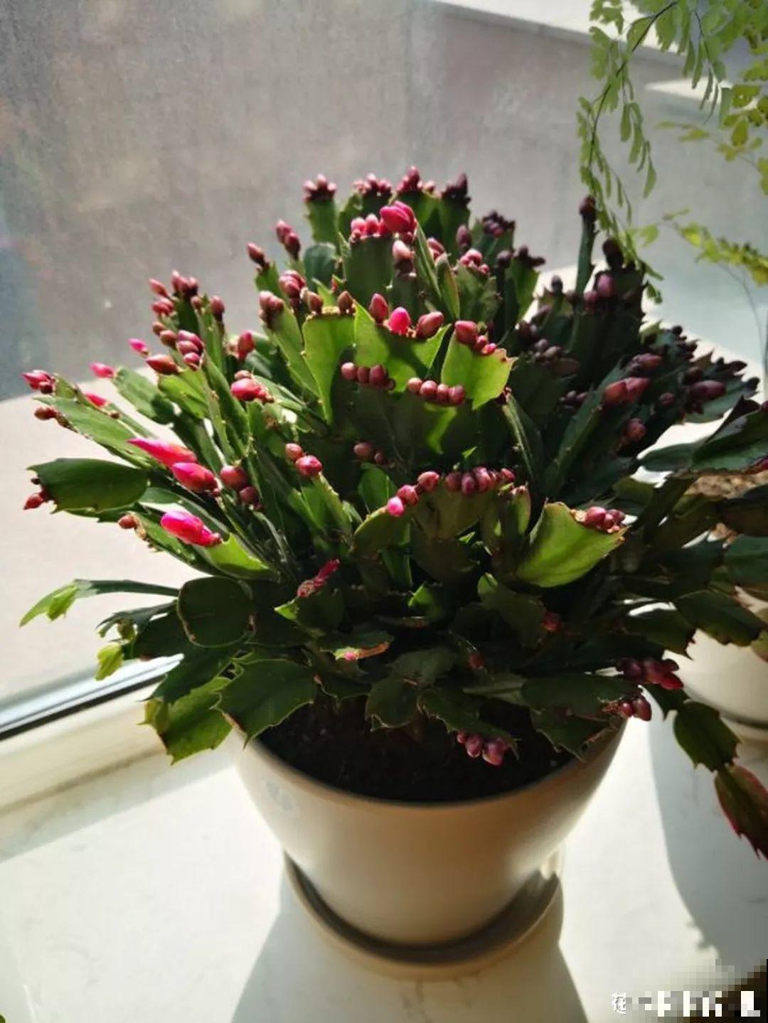 秋天爱疯长的花，剪1刀、喂点肥，新芽立马撑爆盆！
