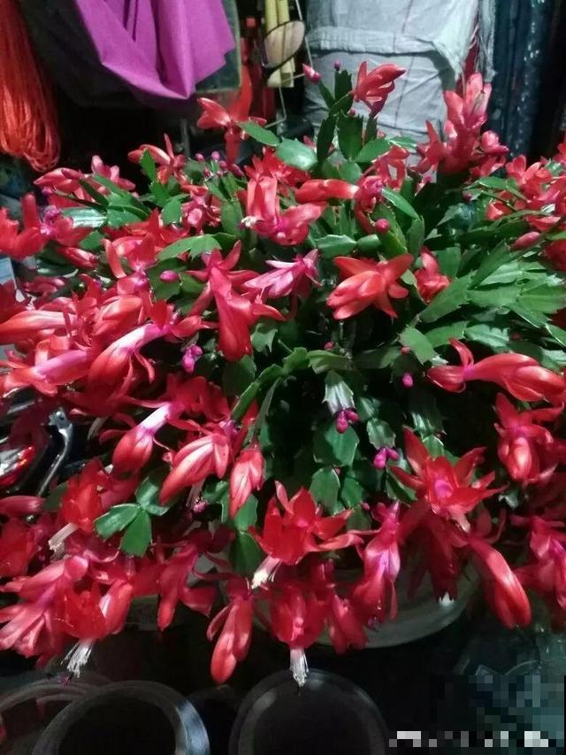 6种“荷花”，不用水只用土，开花一茬接一茬！