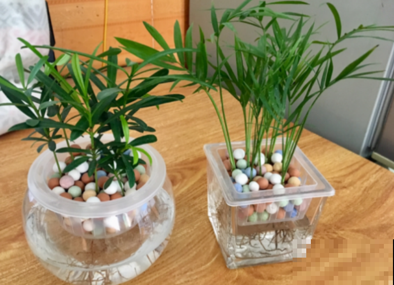 水培植物总是死，就是因为瓶子里没氧气，用这几招轻松改善！