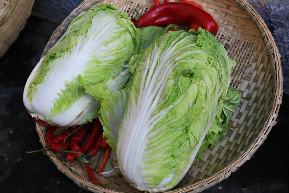阳台白菜怎么养才能越来越紧实？这几招千万重视，简单的不得了