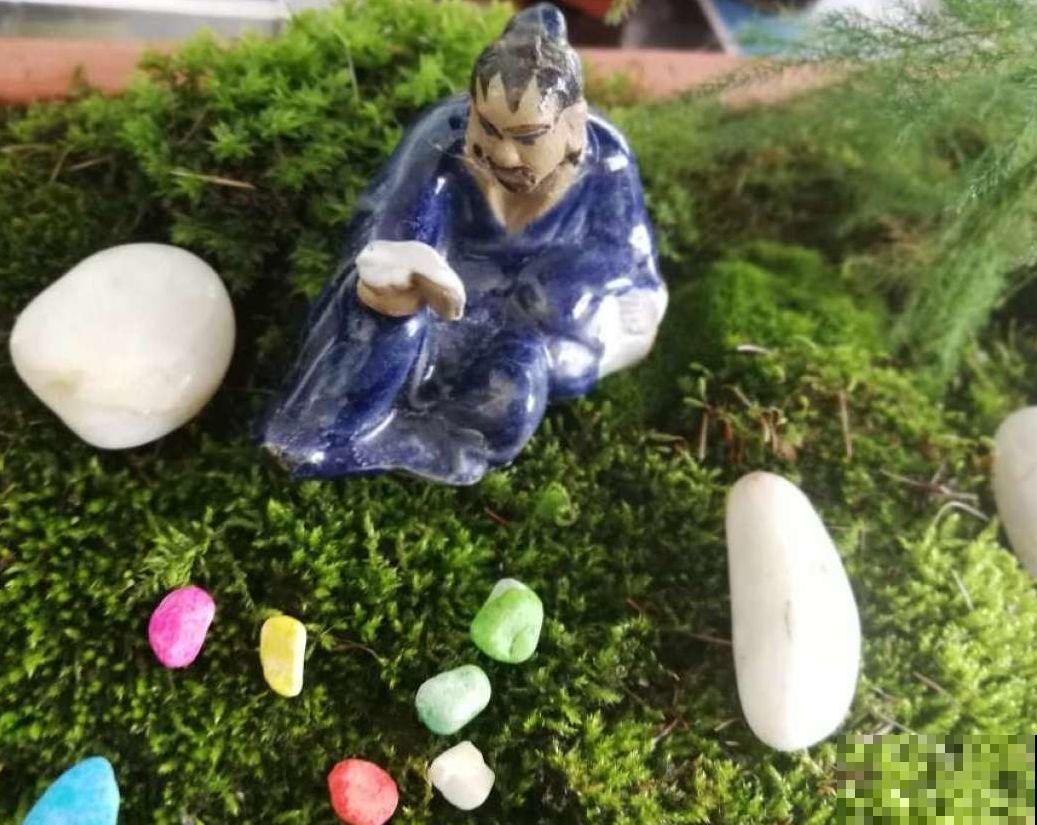 苔藓不光看着小清新，盆面铺一层，冬天养花不怕冻！