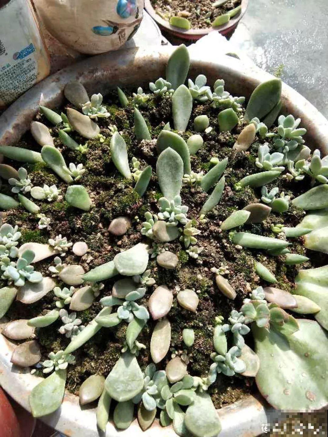 这花赶紧摘叶子，掐光后别浇水，立马又冒10个芽！