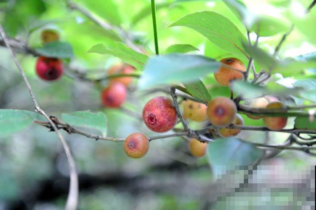 这野果到底美成什么样，居然叫“天仙”？滋味甜蜜遭人哄抢！