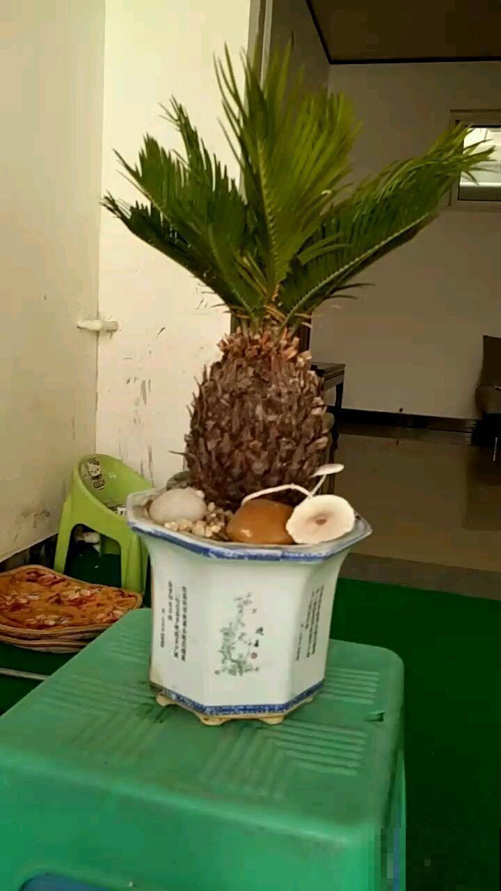 铁树怎么养？给予光照多晒太阳，养到它开花不是问题