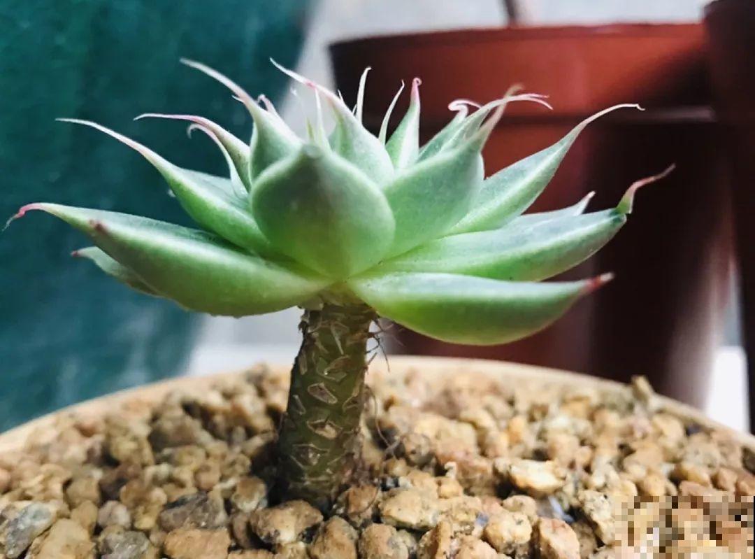这8种多肉，最适合秋季养，错过后悔一整年！