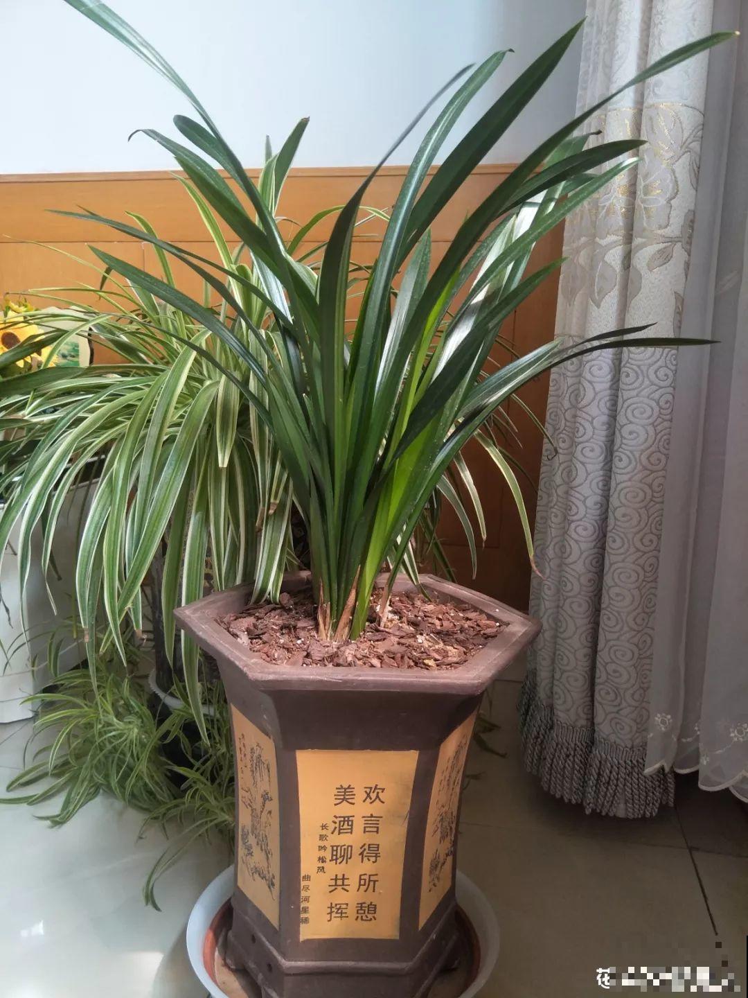 浇水掺点它，不黄叶不烂根，花越长越旺！