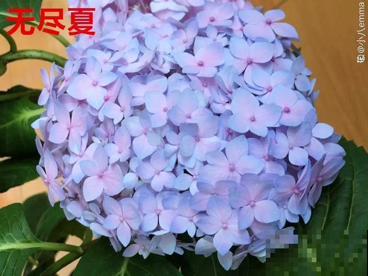 这10种花，秋天不要剪，不然白折腾还不开花！