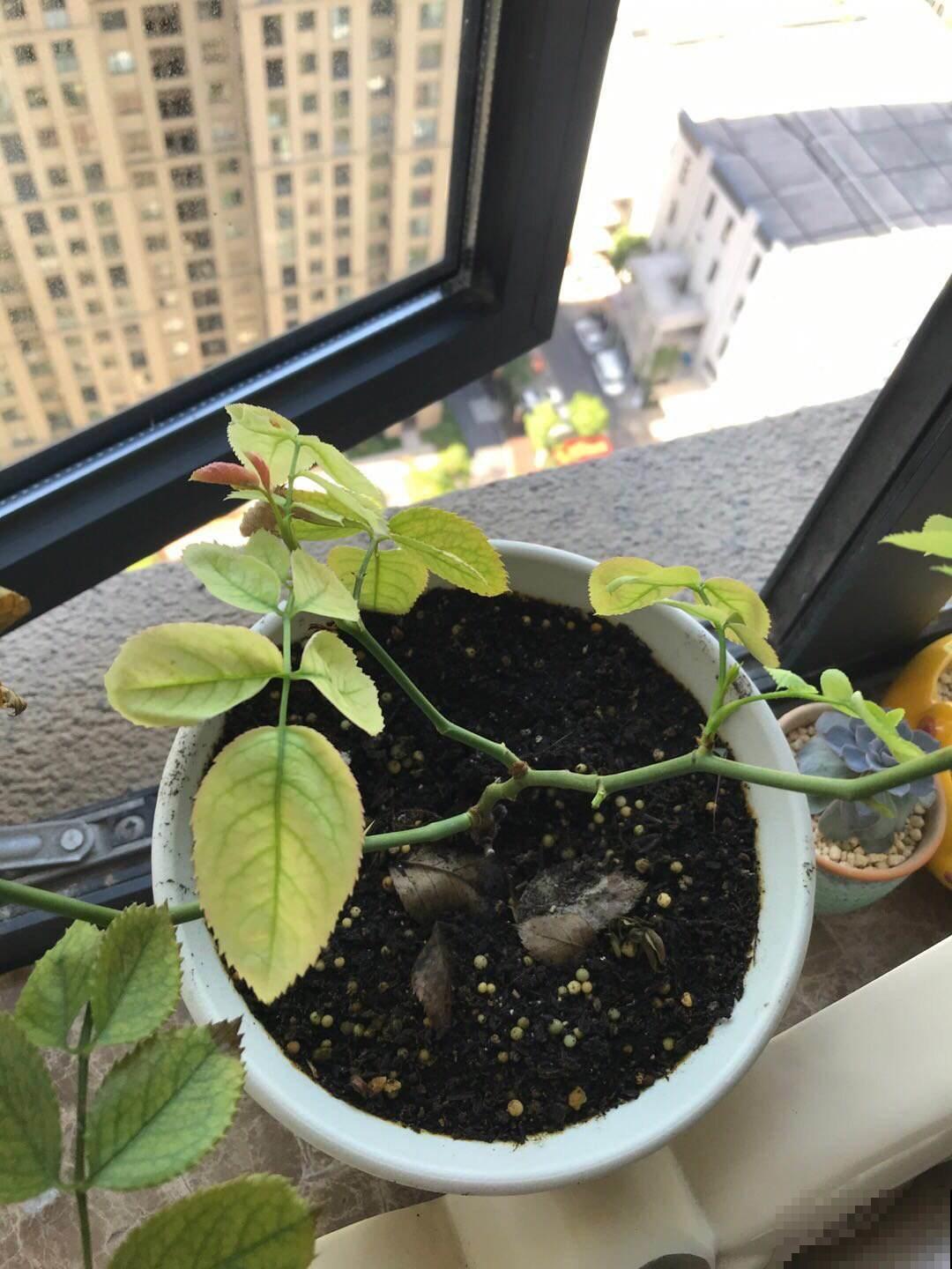 秋天太干燥，盆栽枯黄一大片，这么两招几天就全解决！
