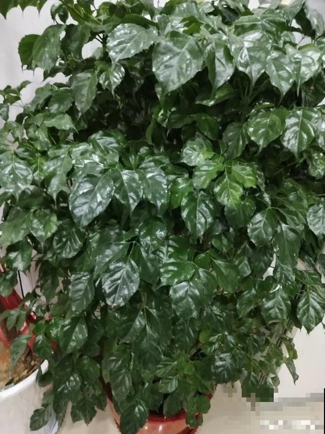 养10年才开花，这花脾气可真大，赶紧多喂大补肥！