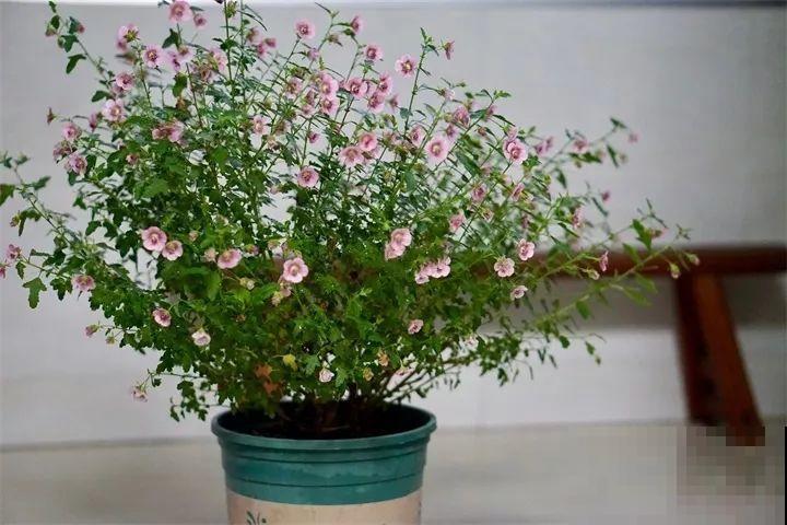 这花叶子长不大，开花只有拇指大小，姐姐反倒乐开花！