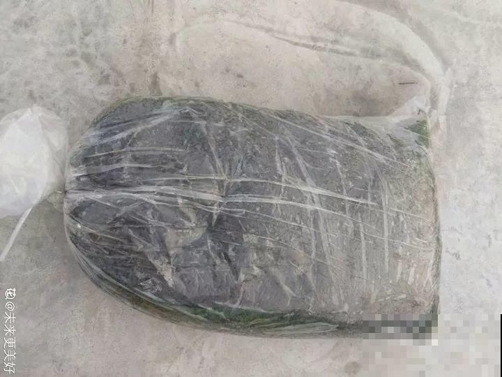 换盆的旧土别扔了，加点它闷一闷，又肥得流油！