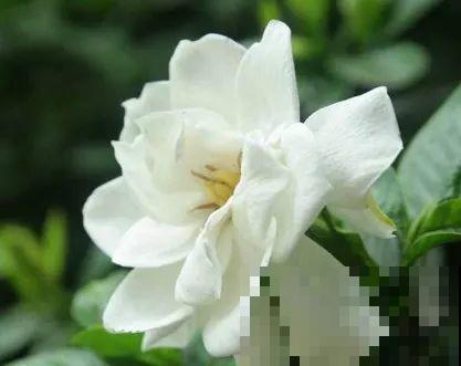 养花不易，碰上这样的伸手党，真没法好好做朋友了！