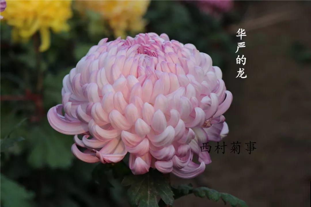 秋天啥花都可以不养，唯独这1种，100盆都不嫌多！