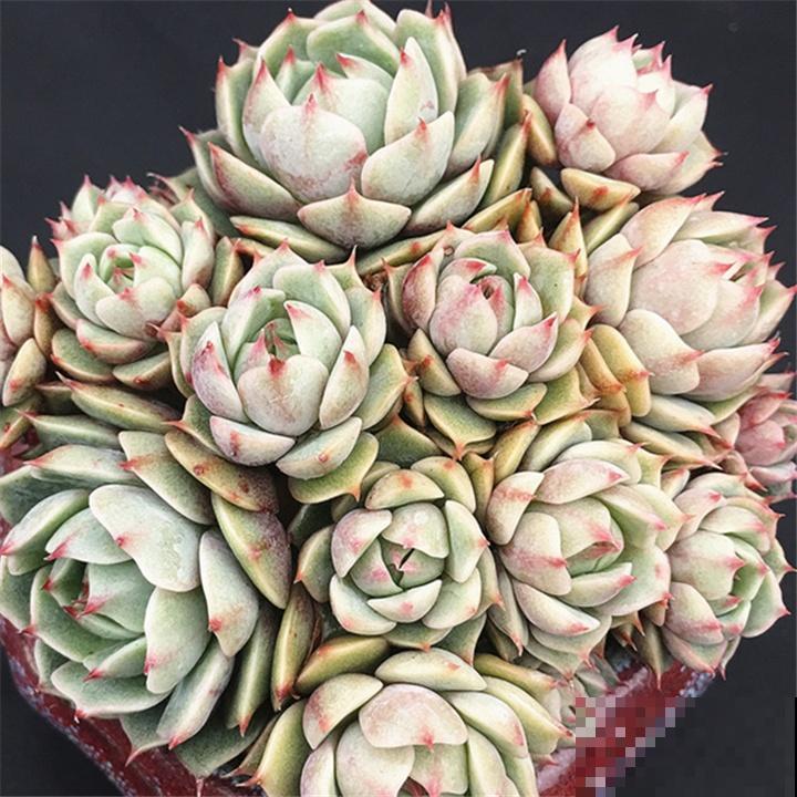 这10种多肉，一到秋天美成仙，胖嘟嘟的像颗糖！