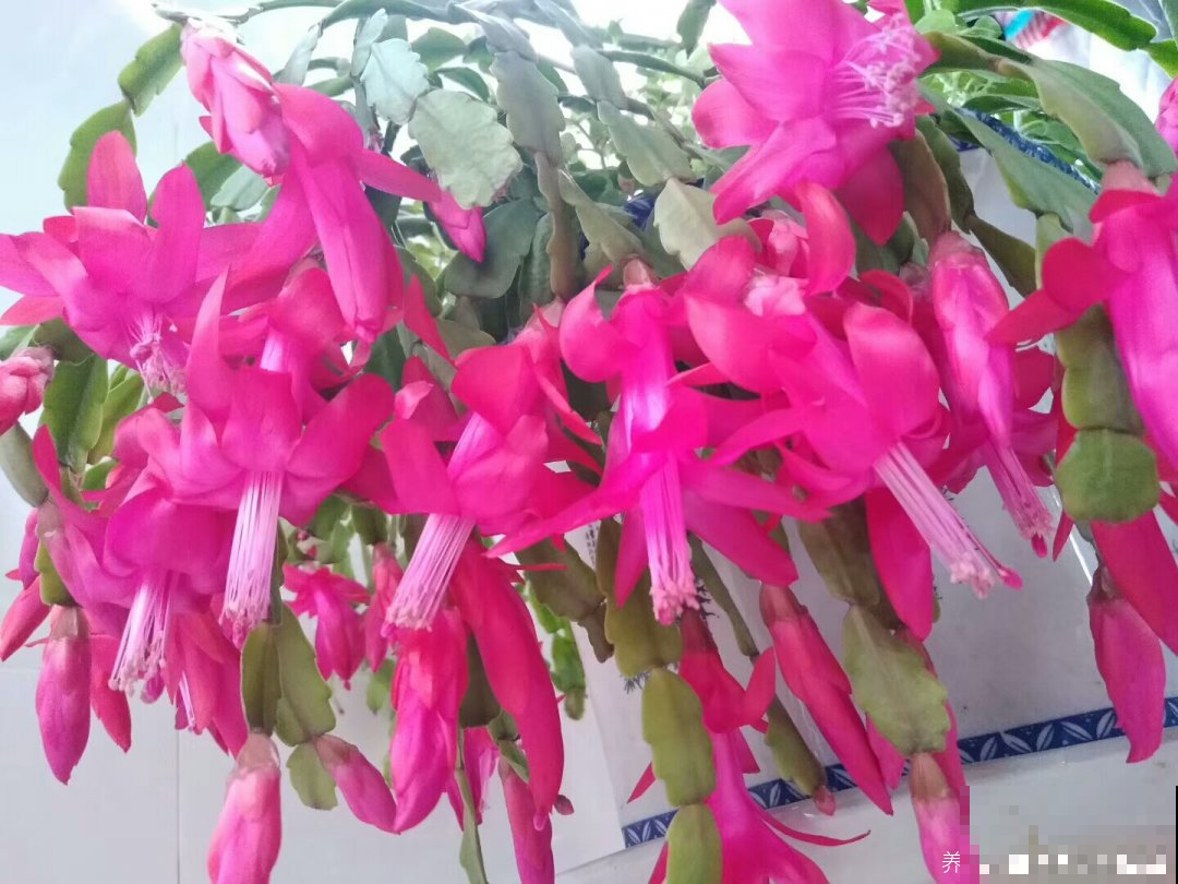 蟹爪兰到了最能长的时间，这么养迅猛窜芽，花开的看不到枝！