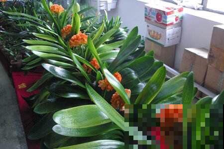 淘米水不要着急倒，用到植物上，植物根粗叶肥