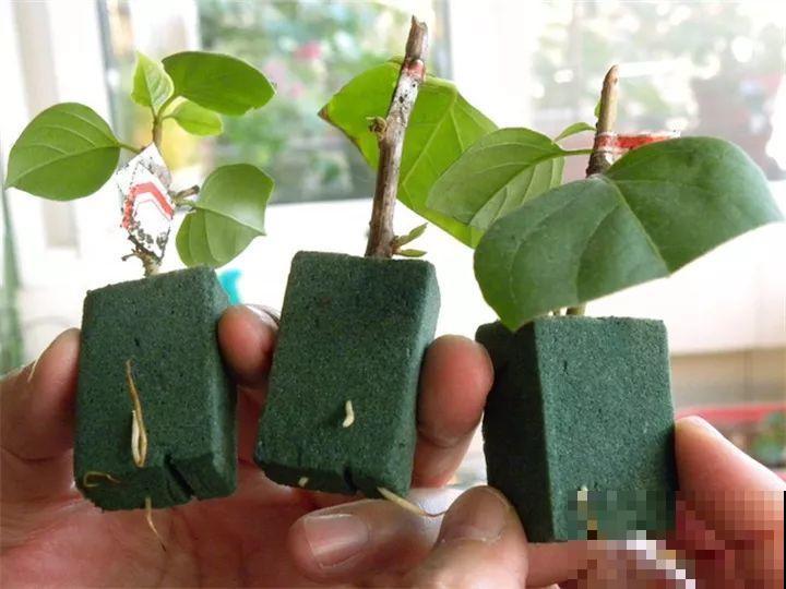 烂根的君子兰砍一刀，放在木屑盆里，蹭蹭长出大白根！
