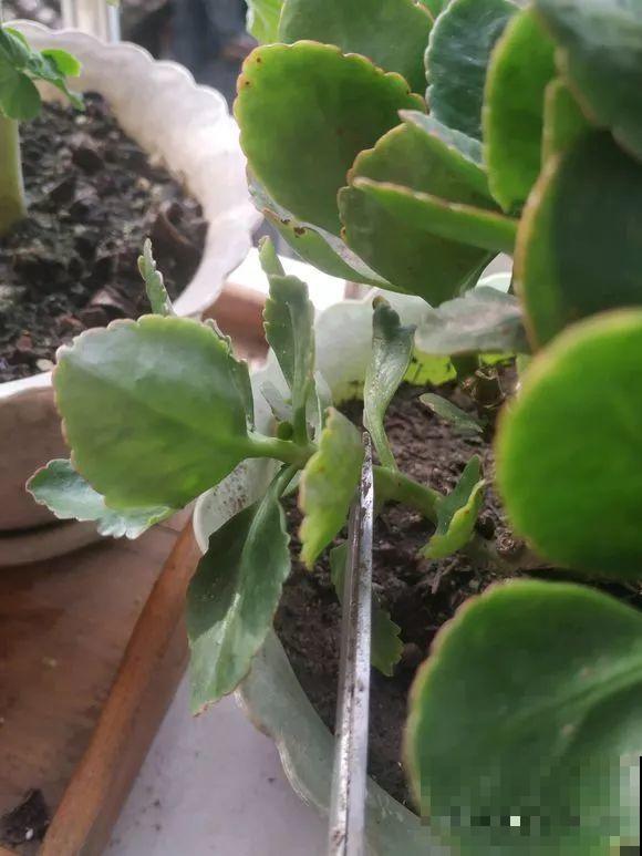 长寿花剪一刀喂点肥，花苞蹭蹭冒，叶子油绿又茂盛！