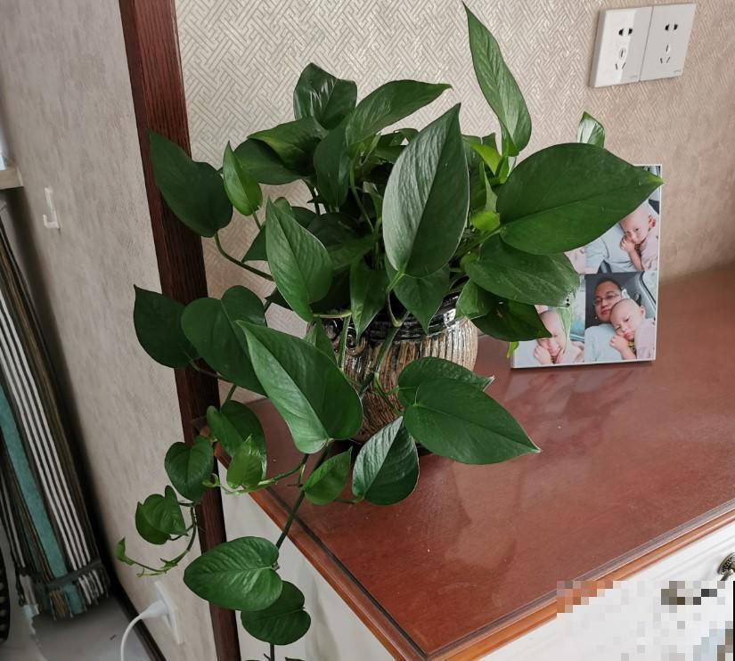 家里的绿萝都爆盆，剪下一小段，栽进盆里又能窜满盆！