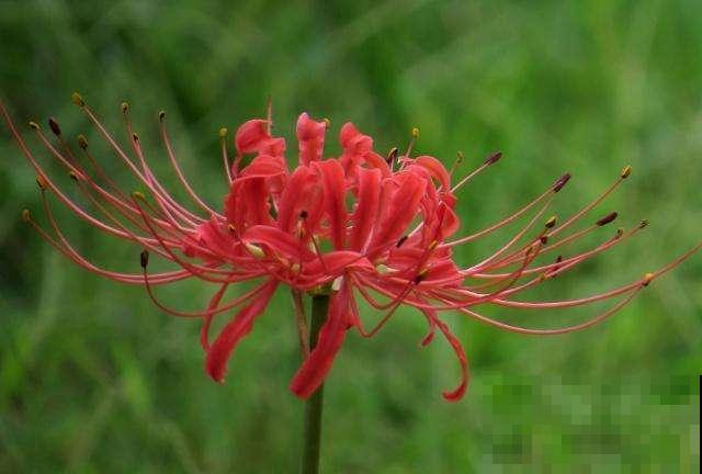秋天最好养活的花是什么？你只知道菊花，那就太可惜了