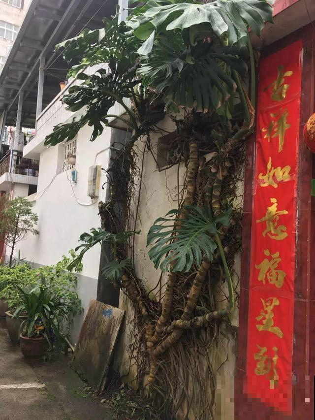 这花杆子比胳膊粗，砍一段就生根，1个月变老桩