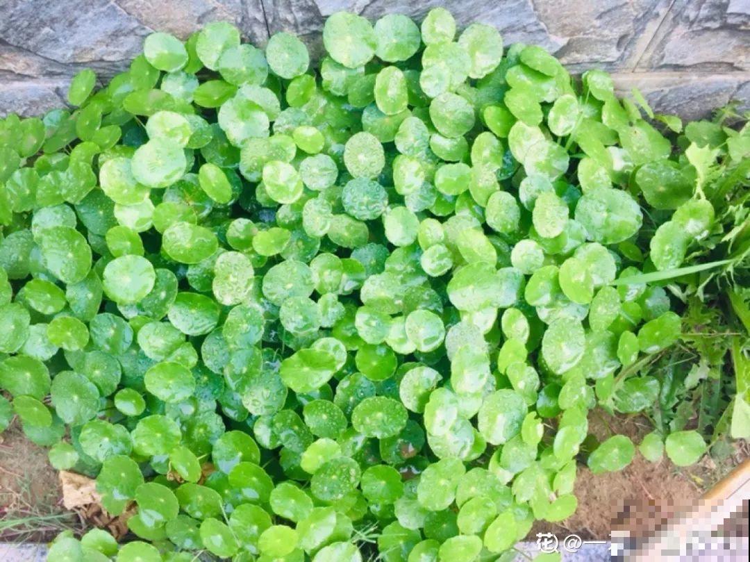 这花一开就成球，耐阴又好养，团团圆圆真喜庆！