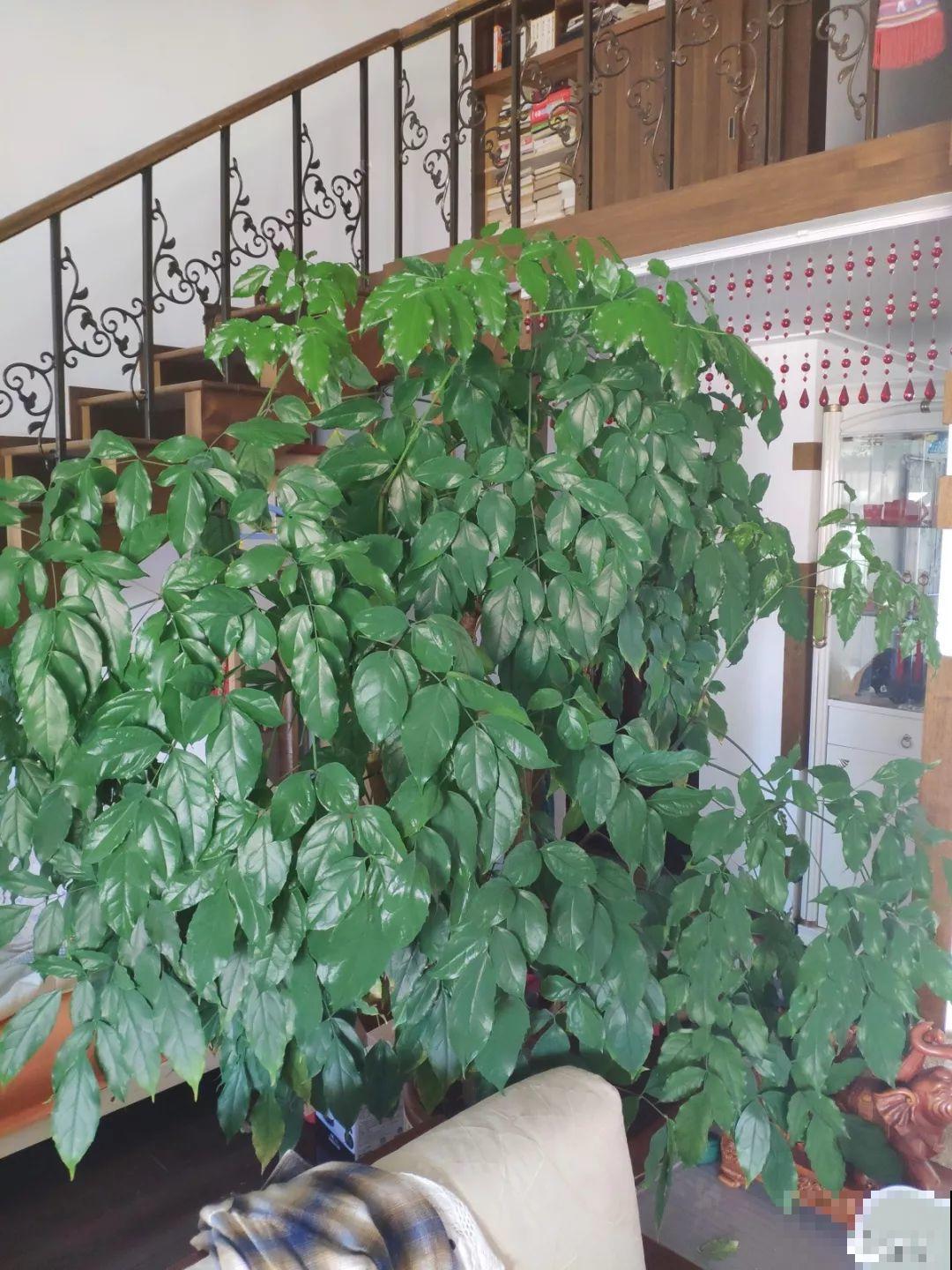 再难养的花，也都有方法来治它，秋天坐等赏花！