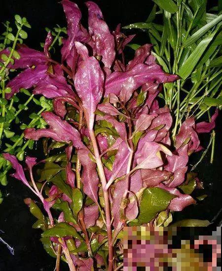 比铜钱草好看百倍的花，7天爆满一大缸，多到家里堆不下！