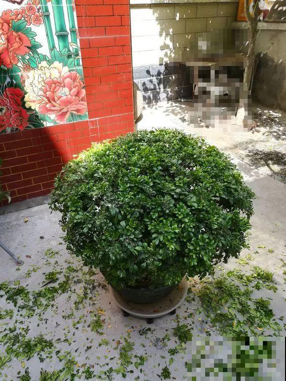 秋天养啥花？排在第一位的它，比空气净化器都好使！
