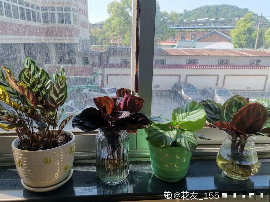 年年买花，年年收空盆，一直以来的方法全都用错了！