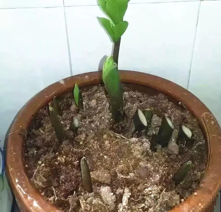 4种花现在赶紧剪，剃光头撸光叶，越狠越爆盆！