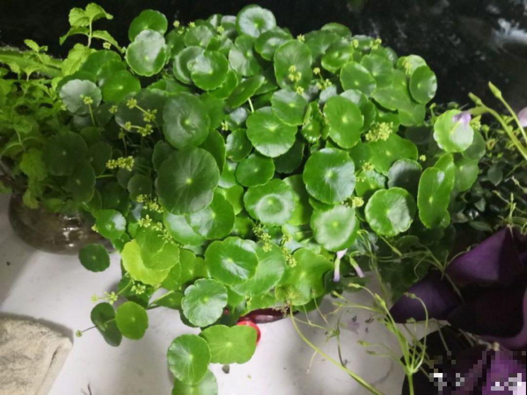 多肉养开花了？先别急着高兴，剪得越早长得越好！
