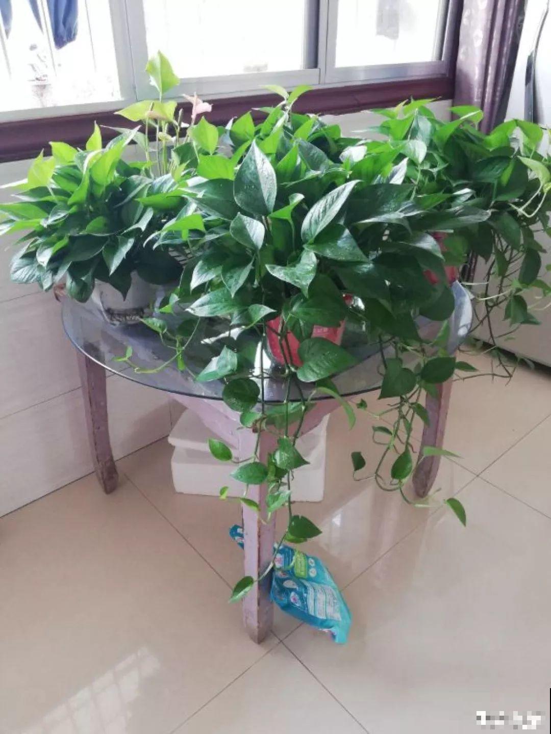 都说这花不吉利，我却种了一大片，越养越上瘾！
