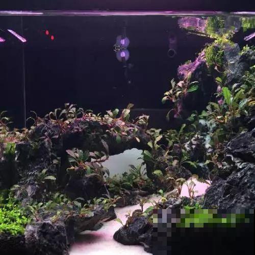 比铜钱草好看百倍的花，7天爆满一大缸，多到家里堆不下！