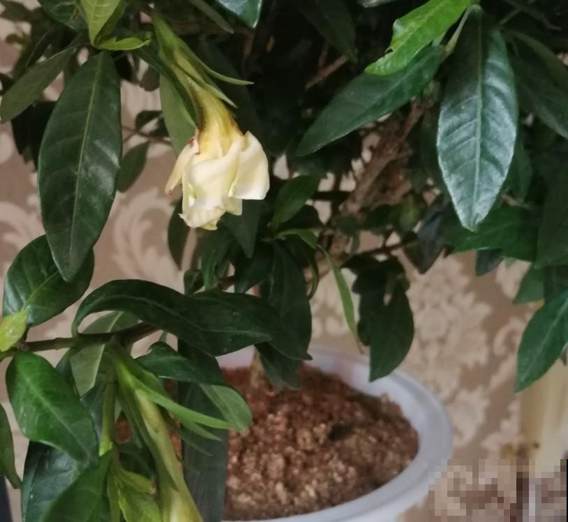 原来这些花爱吃醋，叶子绿，开花快，以后养花不用愁！