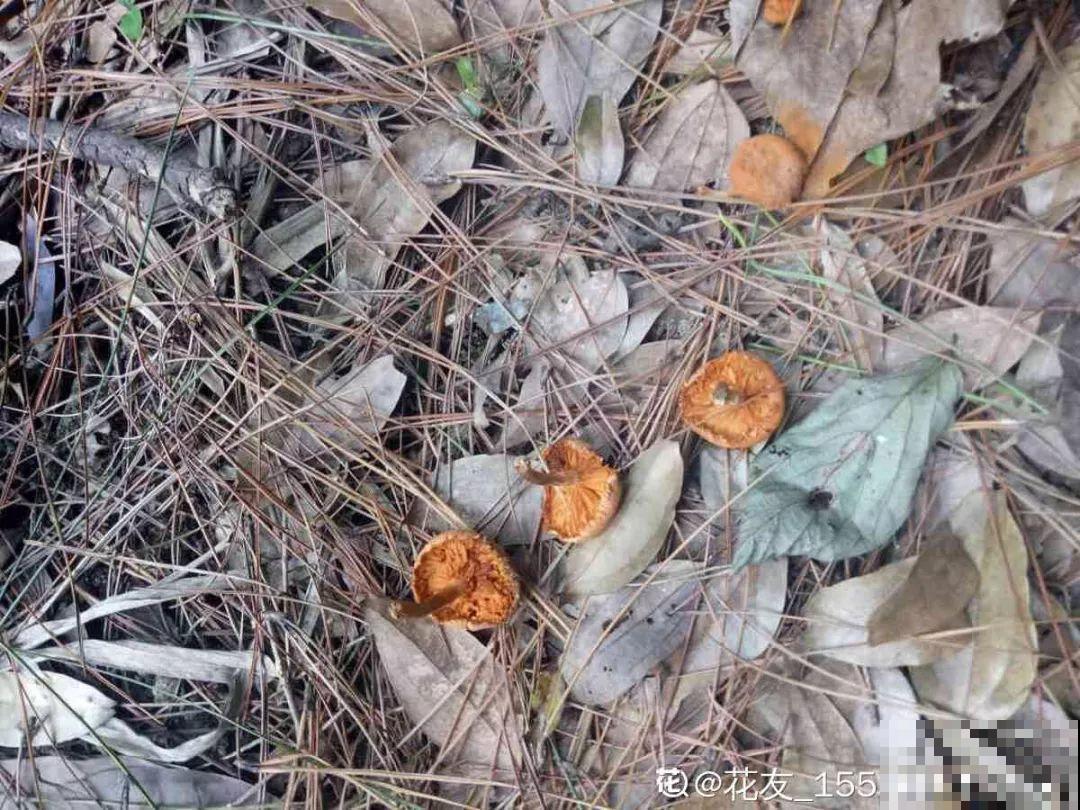 换盆的旧土别扔了，加点它闷一闷，又肥得流油！