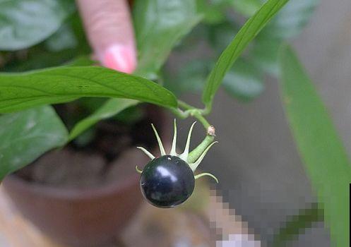 去绿化带溜达一圈，捡了十几样花种子，这样存放就能种出大花园