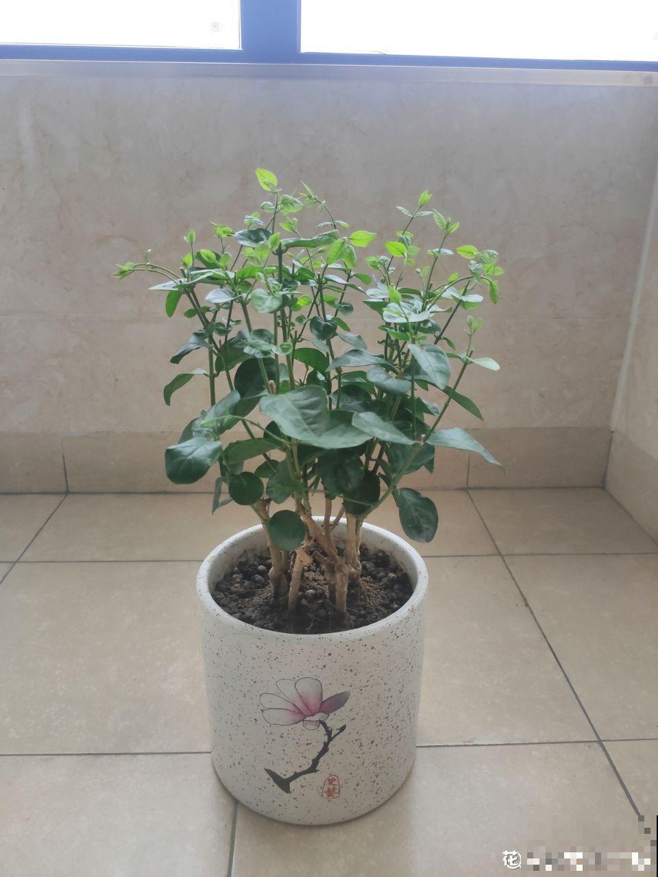 这花就得穷养，塞进小盆，少浇水，越长越旺
