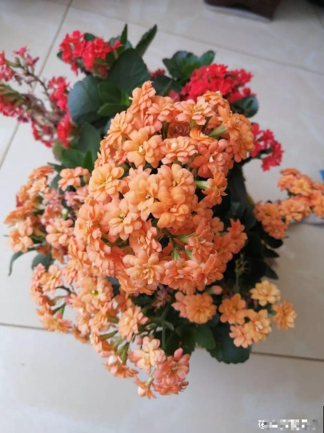 这8种夏天的休眠的花，秋天一醒就长个，满盆窜花苞！