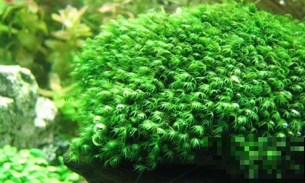 比铜钱草好看百倍的花，7天爆满一大缸，多到家里堆不下！