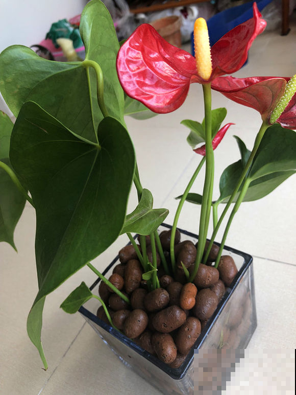 红掌窜出来的新叶，剪下来扔水里，一周生根，又白赚了一盆！